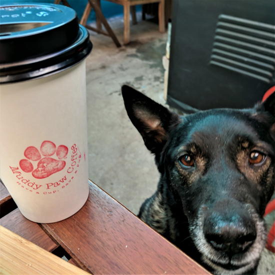 Muddy Paw Coffee - Dog friendly patio (Foodzooka)