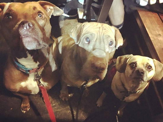Muddy Paw Coffee (courtesy) - La Borie rescue dogs - Maple, Santana, Abby